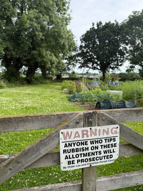 A section of a garden or outdoor area with a grassy patch and a concrete or stone boundary wall in the background. The ground is strewn with discarded litter, including crumpled cardboard boxes, some